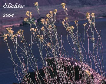 Flaxleaf Plainsmustard, Flaxleaved Plainsmustard, Lava Cress, Salmon River Plainsmustard: Sisymbrium linifolium (Synonyms: Schoenocrambe linifolia, Schoenocrambe linearifolia, Sisymbrium linifolium)