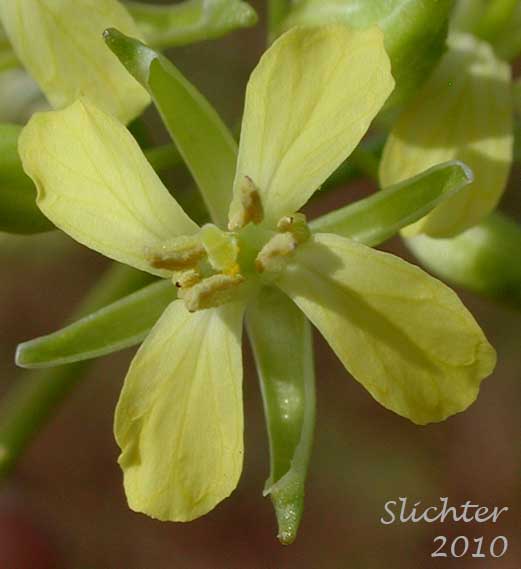 Close-up of a flower of Jim Hill Mustard, Tall Rocket Mustard, Tall Tumblemustard, Tumble Mustard: Sisymbrium altissimum (Synonym: Norta altissima)