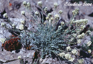 Alpine Smelowskia, Siberian Smelowskia: Smelowskia americana (Synonyms: Smelowskia calycina, Smelowskia calycina var. americana)