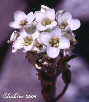 Flowers of Alpine Smelowskia, Siberian Smelowskia: Smelowskia americana (Synonyms: Smelowskia calycina, Smelowskia calycina var. americana)