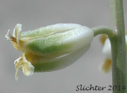 Flower of Beaked Streptanthella, Longbeak Streptanthella, Long-beaked Fiddle Mustard, Streptanthella: Streptanthella longirostris (Synonym: Streptanthella longirostris var. derelicta)