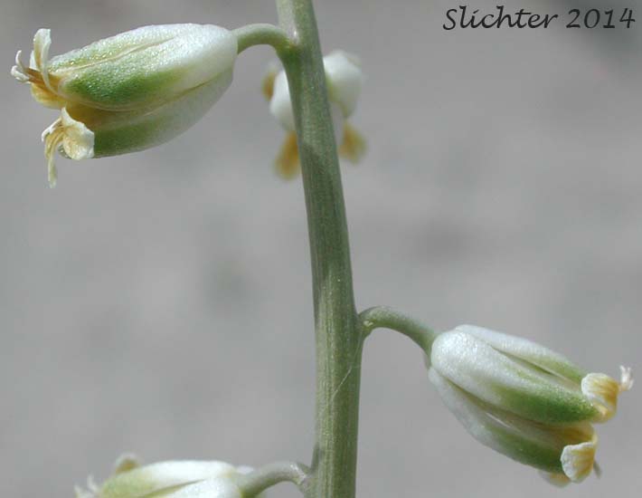 Flowers of Beaked Streptanthella, Longbeak Streptanthella, Long-beaked Fiddle Mustard, Streptanthella: Streptanthella longirostris (Synonym: Streptanthella longirostris var. derelicta)
