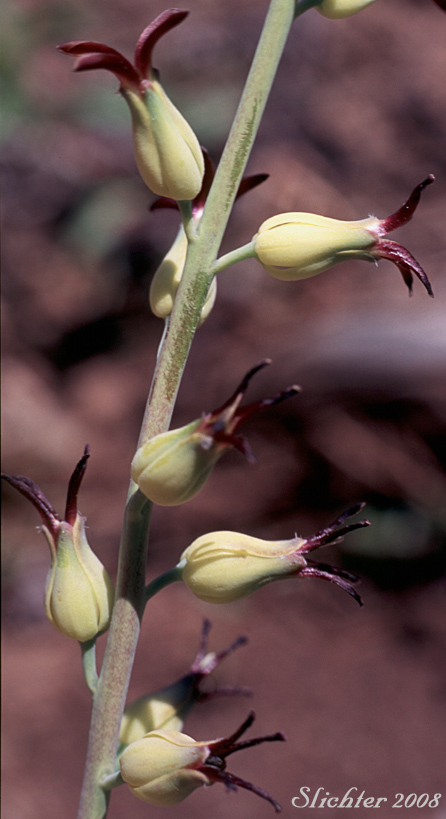Heartleaf Streptanthus, Heartleaf Twistflower, Heart-leaved Jewelflower: Streptanthus cordatus var. cordatus