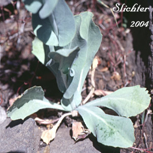 Basal leaves of Heartleaf Streptanthus, Heartleaf Twistflower, Heart-leaved Jewelflower: Streptanthus cordatus var. cordatus