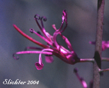Flower of Arrow-leaved Thelypody: Thelypodium eucosmum