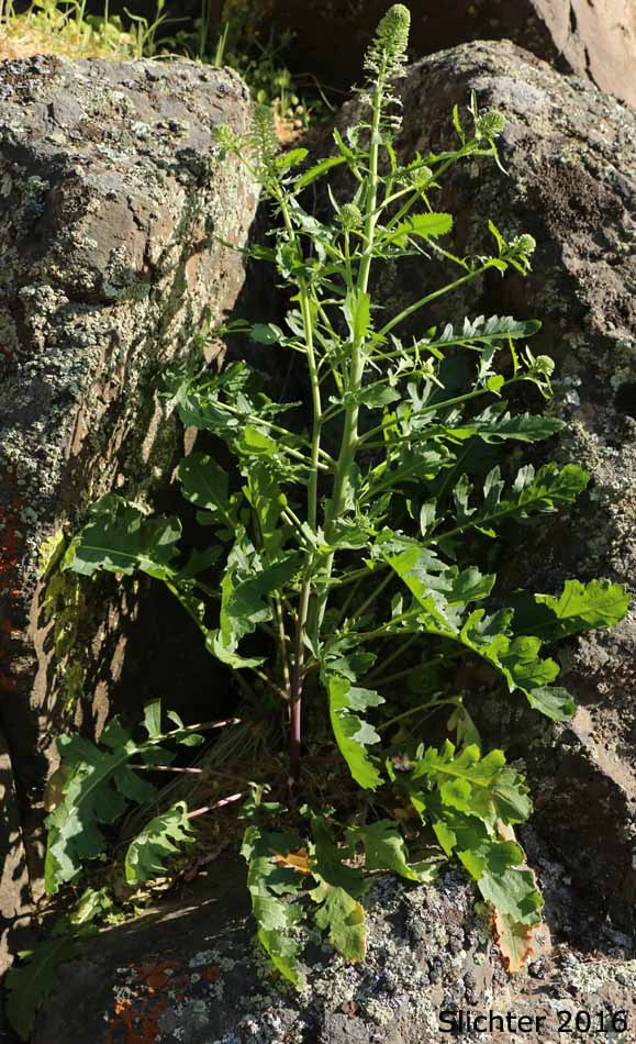 Cutleaf Thelypody, Cut-leaf Thelypody, Thick-leaf Thelypody, Thick-leaved Thelypody, Western Thelypodium: Thelypodium laciniatum (Synonym: Thelypodium laciniatum var. laciniatum)