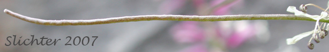 Spreading fruit of Cut-leaf Thelypody, Thick-leaf Thelypody: Thelypodium laciniatum (formerly Thelypodium laciniatum var. streptanthoides)
