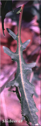 Leaf of Cut-leaf Thelypody, Thick-leaf Thelypody: Thelypodium laciniatum (formerly Thelypodium laciniatum var. streptanthoides)