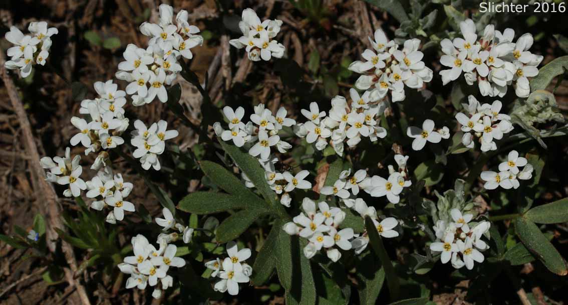 Alpine Pennycress, Rock Pennycress, Wild Candytuft: Noccaea fendleri ssp. glauca (Synonyms: Noccaea montana, Thlaspi fendleri, Thlaspi fendleri var. glaucum, Thlaspi montanum var. monanum)