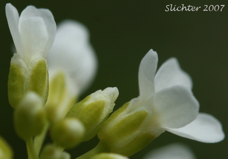 Close-up of the flowers of Alpine Pennycress, Glaucous Pennycress, Rock Pennycress, Wild Candytuft: Noccaea fendleri ssp. glauca (Synonyms: Noccaea montana, Thlaspi alpestre, Thlaspi fendleri, Thlaspi fendleri var. glaucum, Thlaspi montanum var. monanum)