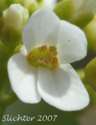 Close-up of the flower of Alpine Pennycress, Glaucous Pennycress, Rock Pennycress, Wild Candytuft: Noccaea fendleri ssp. glauca (Synonyms: Noccaea montana, Thlaspi alpestre, Thlaspi fendleri, Thlaspi fendleri var. glaucum, Thlaspi montanum var. monanum)
