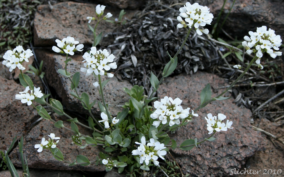 Alpine Pennycress, Rock Pennycress: Noccaea fendleri ssp. glauca (Synonyms: Noccaea glauca, Thlaspi alpestre, Thlaspi alpestre var. glaucum, Thlaspi fendleri var. glaucum, Thlaspi montanum var. montanum)