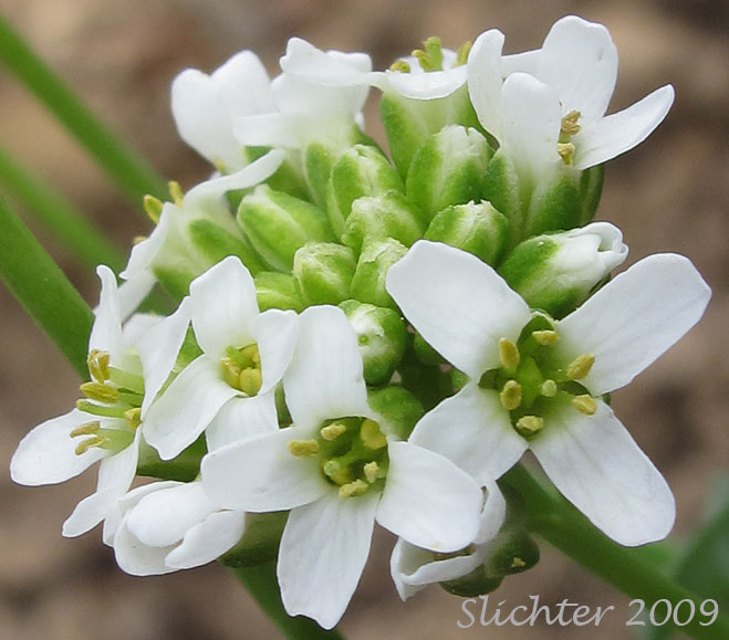 Inflorescence of Alpine Pennycress, Rock Pennycress, Wild Candytuft: Noccaea fendleri ssp. glauca (Synonyms: Noccaea cochleariformis, Noccaea coloradensis, Noccaea montana var. montana, Thlaspi alpeste, Thlaspi alpestre var. glaucum, Thlaspi australe, Thlaspi cochleariforme, Thlaspi fendleri var. coloradense, Thlaspi fendleri var. glaucum, Thlaspi fendleri var. hesperium, Thlaspi fendleri var. tenuipes, Thlaspi glaucum, Thlaspi glaucum var. hesperium, Thlaspi glaucum var. pedunculatum, Thlaspi hesperium, Thlaspi montanum, Thlaspi montanum var. montanum)