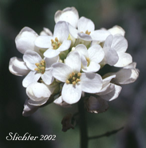 Flowers of Alpine Pennycress, Rock Pennycress, Wild Candytuft: Noccaea fendleri ssp. glauca (Synonyms: Noccaea montana, Thlaspi fendleri, Thlaspi fendleri var. glaucum, Thlaspi montanum var. monanum)