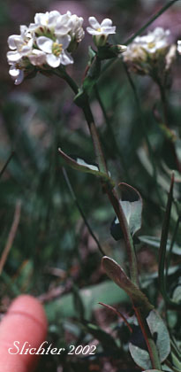 Alpine Pennycress, Rock Pennycress, Wild Candytuft: Noccaea fendleri ssp. glauca (Synonyms: Noccaea montana, Thlaspi fendleri, Thlaspi fendleri var. glaucum, Thlaspi montanum var. monanum)
