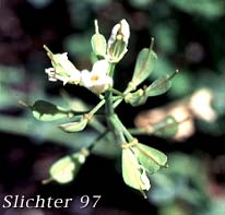 Seed pods of Alpine Pennycress, Rock Pennycress, Wild Candytuft: Noccaea fendleri ssp. glauca (Synonyms: Noccaea montana, Thlaspi fendleri, Thlaspi fendleri var. glaucum, Thlaspi montanum var. monanum)