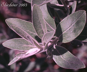 Leaves of russian olive: Elaeagnus angustifolia