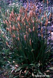Buckhorn Plantain, English Plantain, Narrowleaf Plantain: Plantago lanceolata