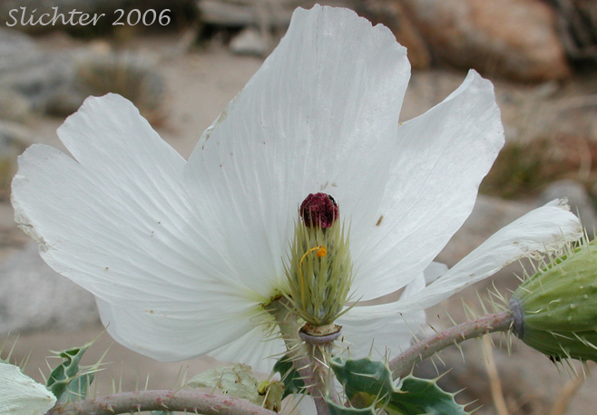 Flower of Chicalote, Prickly Poppy: Argemone munita ssp. rotundata (Synonyms: Argemone platyceras, Argemone platyceras var. hispida)