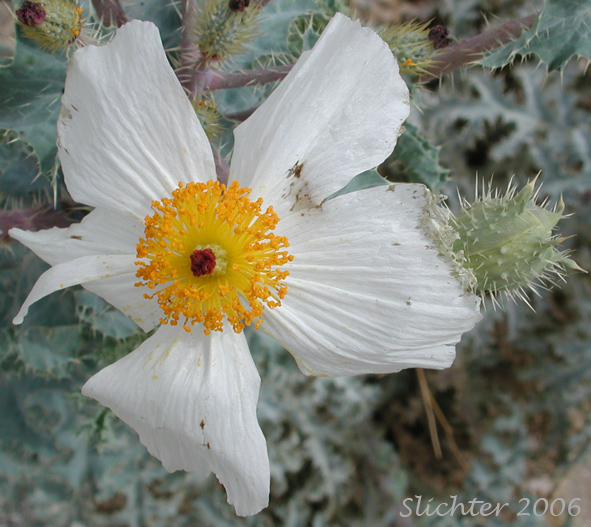 Chicalote, Prickly Poppy: Argemone munita ssp. rotundata (Synonyms: Argemone platyceras, Argemone platyceras var. hispida)