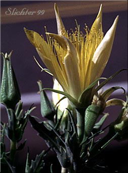 Flower of Blazingstar Mentzelia, Blazing-star Mentzelia, Great Mentzelia, Smoothstem Blazingstar: Mentzelia laevicaulis var. laevicaulis (Synonyms: Mentzelia laevicaulis var. acuminata, Nuttallia laevicaulis)