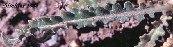 Basal leaf of Blazingstar Mentzelia, Blazing-star Mentzelia, Great Mentzelia, Smoothstem Blazingstar: Mentzelia laevicaulis var. laevicaulis (Synonyms: Mentzelia laevicaulis var. acuminata, Nuttallia laevicaulis)