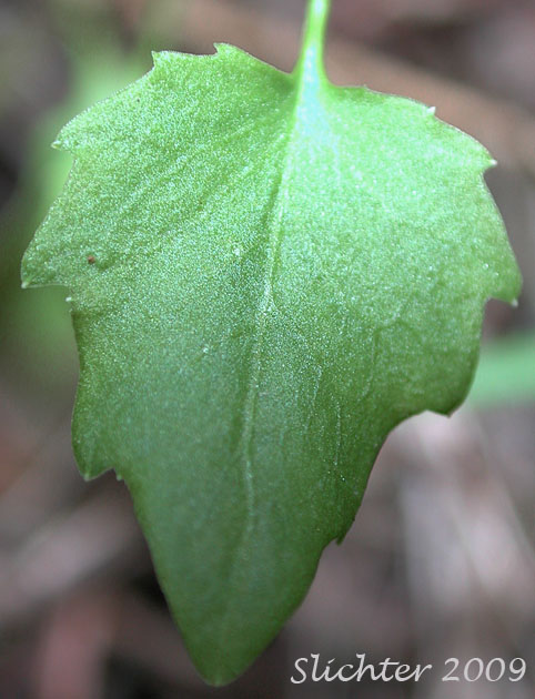 Stem leaf of round-leaf bluebell