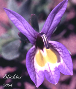 Flower of Cupped Downingia, Harlequin Calicoflower: Downingia insignis