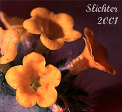 Tarweed Fiddleneck: Amsinckia lycopsoides