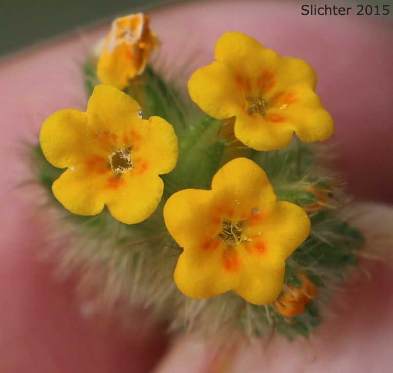 Flowers of Bugloss Fiddleneck, Tarweed Fiddleneck: Amsinckia lycopsoides (Synonyms: Amsinckia barbata, Benthamia lycopsoides)