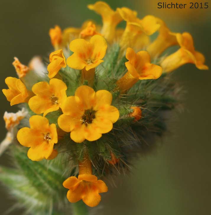 Flowers of Bugloss Fiddleneck, Tarweed Fiddleneck: Amsinckia lycopsoides (Synonyms: Amsinckia barbata, Benthamia lycopsoides)