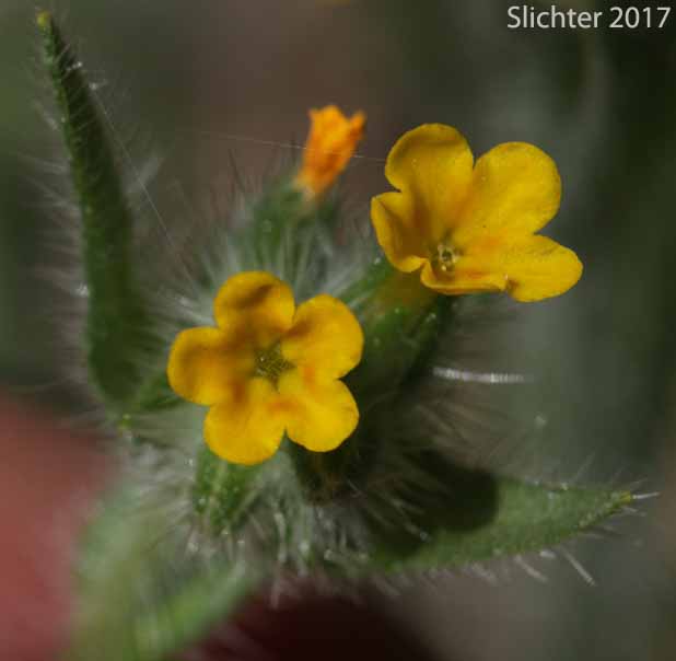 Bugloss Fiddleneck, Tarweed Fiddleneck: Amsinckia lycopsoides (Synonyms: Amsinckia barbata, Benthamia lycopsoides)
