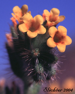 Flowers of Bristly Fiddleneck, Devil's Lettuce, Tesselate Fiddleneck: Amsinckia tessellata var. tessellata (Synonyms: Amsinckia densirugosa, Amsinckia hendersonii, Amsinckia washingtonensis)