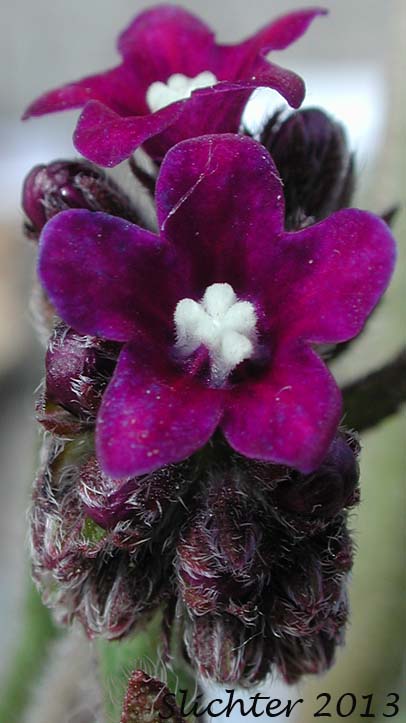 Common Bugloss, Common Alkanet: Anchusa officinalis
