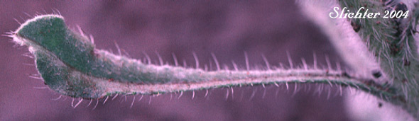 Stem leaf of Cockscomb Cryptantha, Buttecandle, Northern Cryptantha, Sheldon's Oreocarya, Cockscomb Oreocarya: Cryptantha celosioides (Synonyms: Cryptantha sheldonii, Oreocarya celosioides, Oreocarya sheldonii)