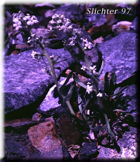 Alpine Cryptanth, Wallowa Cryptantha: Cryptantha sobolifera (Synonyms: Cryptantha schoolcraftii, Cryptantha subretusa, Oreocarya subretusa)
