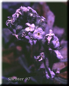 Inflorescence of Alpine Cryptanth, Wallowa Cryptantha: Cryptantha sobolifera (Synonyms: Cryptantha schoolcraftii, Cryptantha subretusa, Oreocarya subretusa)