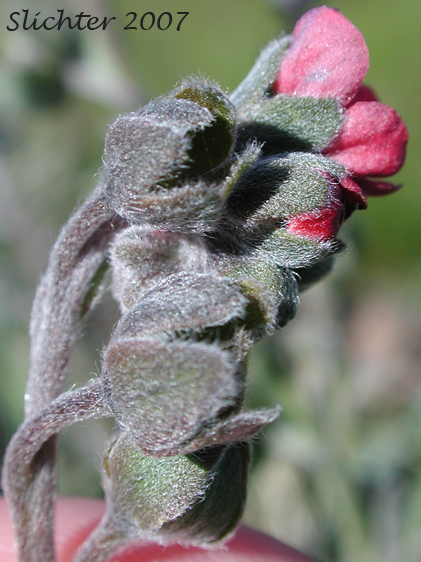 Common Hound's Tongue, Gypsy-flower, Hound's Tongue: Cynoglossum officinale