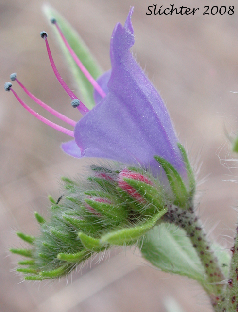 Blueweed, Common Viper's-bugloss, Viper's Bugloss: Echium vulgare