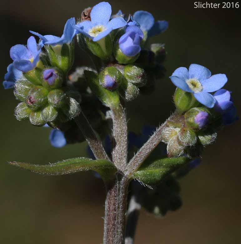 Inflorescence of Blue Stickseed, Jessica Sticktight, Meadow Forget-me-not: Hackelia micrantha (Synonyms: Hackelia jessicae, Lappula micrantha)