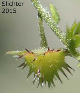 Blue Stickseed, Jessica Sticktight, Meadow Forget-me-not: Hackelia micrantha (Synonyms: Hackelia jessicae, Lappula micrantha)