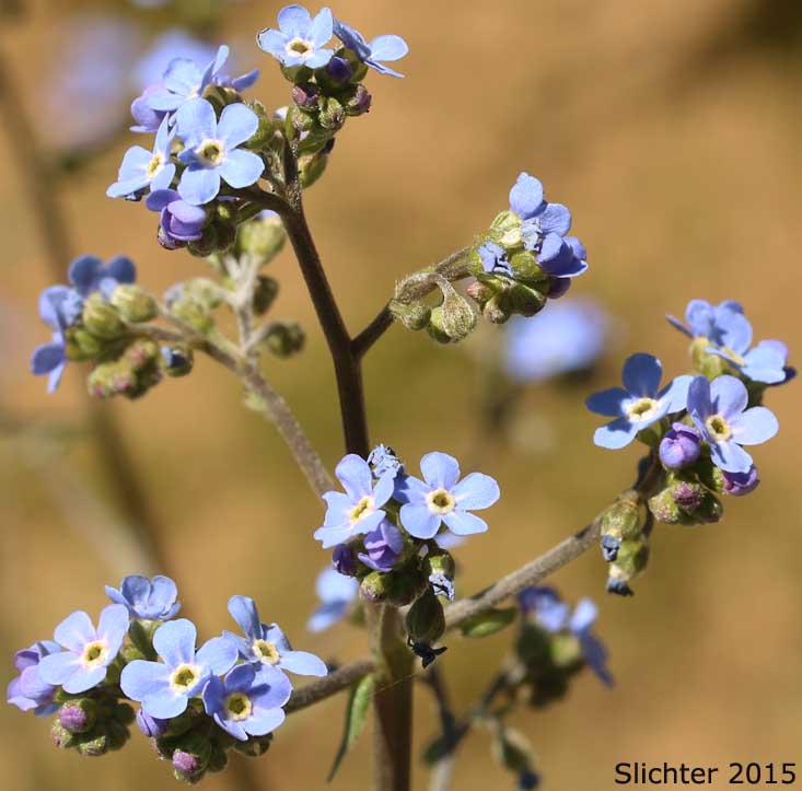 Inflorescence of Blue Stickseed, Jessica Sticktight, Meadow Forget-me-not: Hackelia micrantha (Synonyms: Hackelia jessicae, Lappula micrantha)