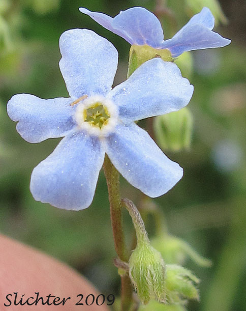 Flower of Blue Stickseed, Jessica Sticktight, Meadow Forget-me-not: Hackelia micrantha (Synonyms: Hackelia jessicae, Lappula micrantha)