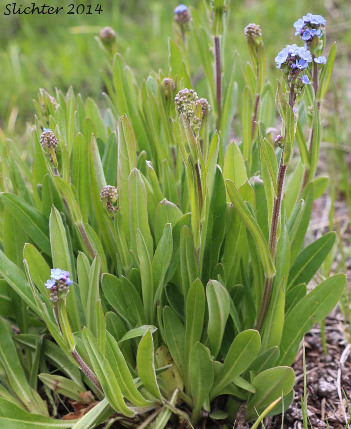 Blue Stickseed, Jessica Sticktight, Meadow Forget-me-not: Hackelia micrantha (Synonyms: Hackelia jessicae, Lappula micrantha)