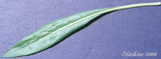 Basal leaf of Blue Stickseed, Meadow Forget-me-not: Hackelia micrantha