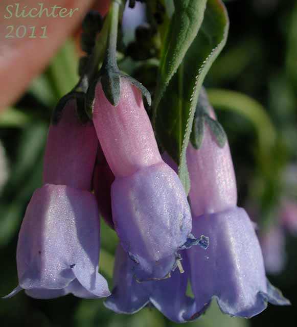 Close-up of the flowers of Broad-leaf Bluebell, Broad-leaved Bluebells, Streamside Bluebells: Mertensia ciliata (Synonyms: Mertensia ciliata var. ciliata, Mertensia ciliata var. stomatechoides)