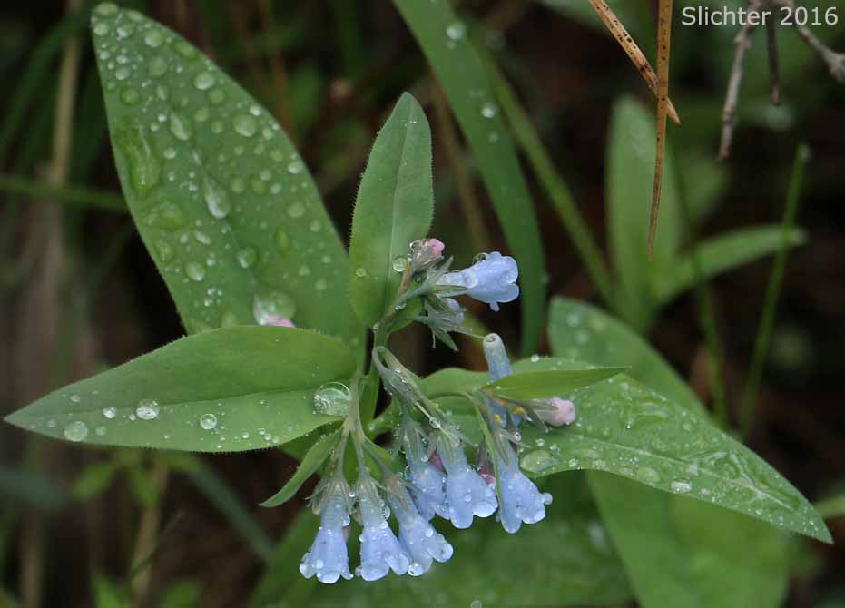 Toiyabe Bluebells: Mertensia cusickii (Synonym: Mertensia viridis)