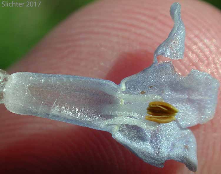 Inside of corolla tube of Toiyabe Bluebells: Mertensia cusickii (Synonym: Mertensia viridis)