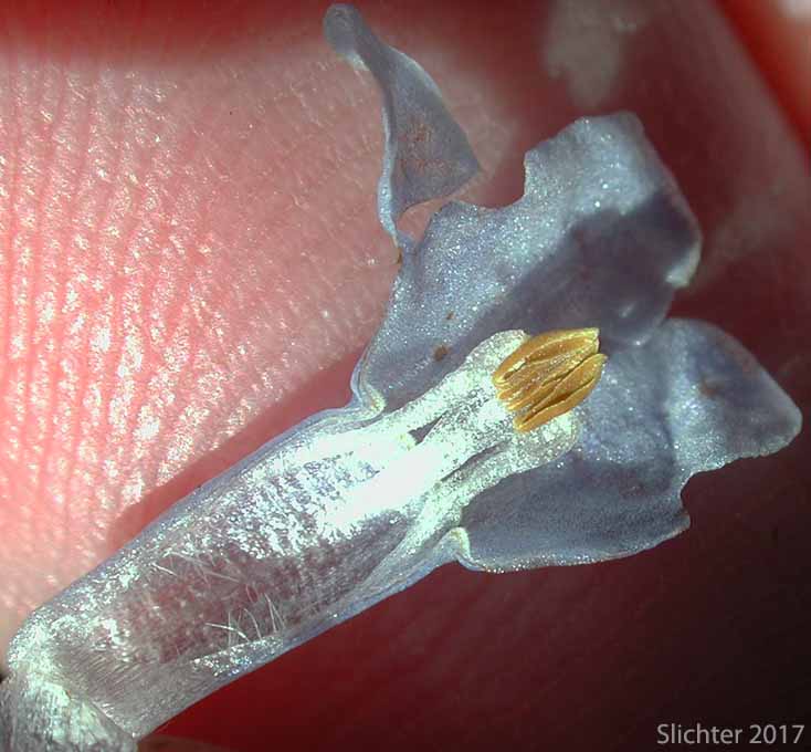 Hairs on inside of corolla tube of Toiyabe Bluebells: Mertensia cusickii (Synonym: Mertensia viridis)