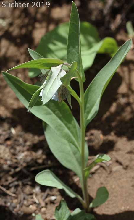 Toiyabe Bluebells: Mertensia cusickii (Synonym: Mertensia viridis)